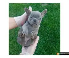 Francuski buldog sivi