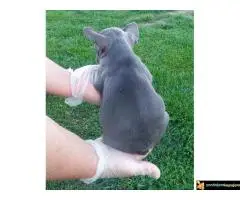 Francuski buldog sivi