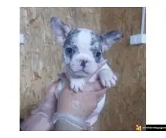 Francuski buldog sivi - 6