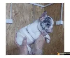 Francuski buldog sivi - 7