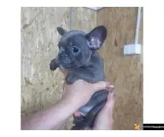 Francuski buldog sivi - 8