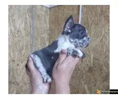 Francuski buldog sivi - 9