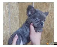 Francuski buldog sivi - 10