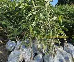 Sadnice Voća - Najbolji Izbor za Vaš Voćnjak! - 2