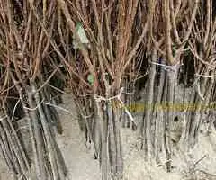 Sadnice Voća - Najbolji Izbor za Vaš Voćnjak! - 3