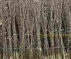 Sadnice Voća - Najbolji Izbor za Vaš Voćnjak! - 4