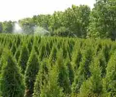 Sadnice Voća - Najbolji Izbor za Vaš Voćnjak! - 5