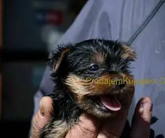 Jorkširski terijer štenci