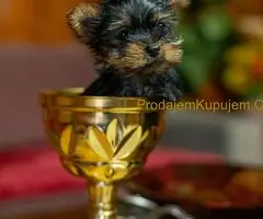 Jorkširski terijer štenci