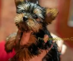 Jorkširski terijer štenci