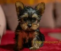 Jorkširski terijer štenci