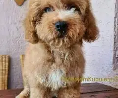 Labradoodle prelepi štenci - 2