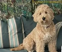 Labradoodle prelepi štenci - 4