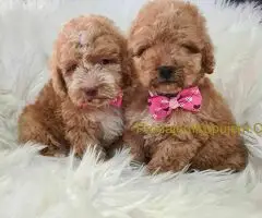 Labradoodle prelepi štenci
