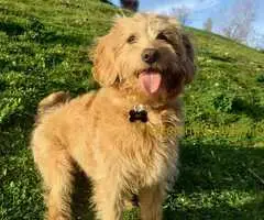 Labradoodle prelepi štenci