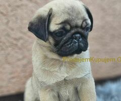 Mops PRELEPI štenci