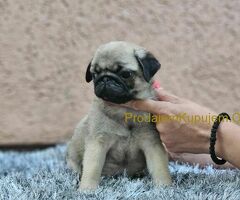 Mops PRELEPI štenci