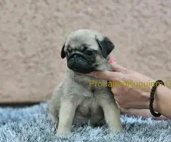 Mops PRELEPI štenci