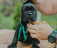 Cane Corso štenci
