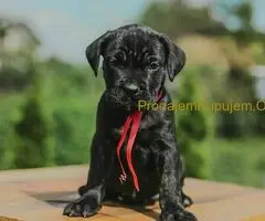 Cane Corso štenci