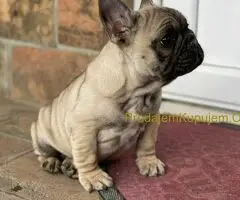 Francuski Buldog PRELEPI štenci - 2