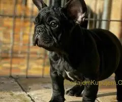 Francuski Buldog PRELEPI štenci - 3