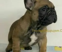 Francuski Buldog PRELEPI štenci - 4