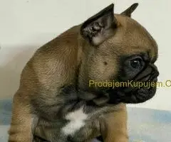 Francuski Buldog PRELEPI štenci - 5