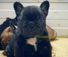 Francuski Buldog PRELEPI štenci - 6