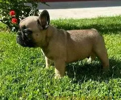 Francuski Buldog PRELEPI štenci - 7