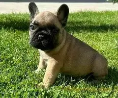 Francuski Buldog PRELEPI štenci - 8