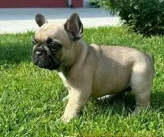 Francuski Buldog PRELEPI štenci - 9