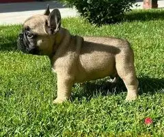 Francuski Buldog PRELEPI štenci - 10