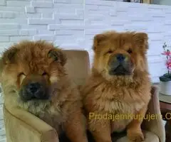 Čau Čau prelepi štenci - 2