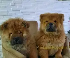 Čau Čau prelepi štenci - 3