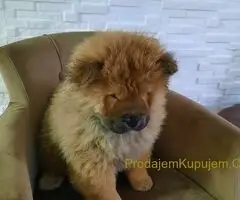 Čau Čau prelepi štenci - 4