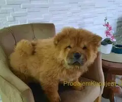 Čau Čau prelepi štenci - 5