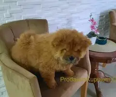 Čau Čau prelepi štenci - 6