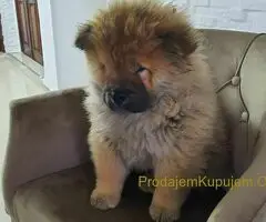 Čau Čau prelepi štenci - 7