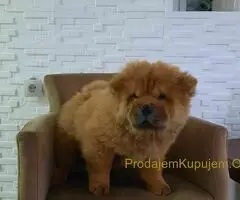 Čau Čau prelepi štenci - 8