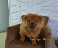 Čau Čau prelepi štenci - 9