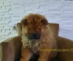 Čau Čau prelepi štenci - 10
