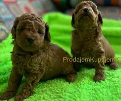 Toy Pudle na prodaju