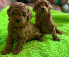 Toy Pudle na prodaju