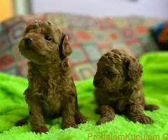 Toy Pudle na prodaju