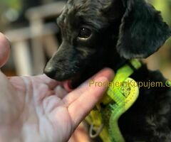 Toy Pudle na prodaju