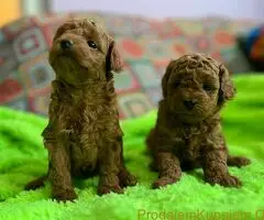 Toy Pudle na prodaju - 6