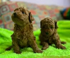 Toy Pudle na prodaju - 7