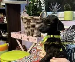 Toy Pudle na prodaju - 8