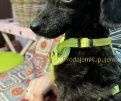 Toy Pudle na prodaju - 9